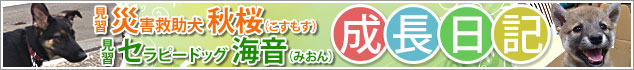 見習い災害救助犬秋桜（コスモス）と見習いセラピードッグ海音（みおん）の成長日記バナー