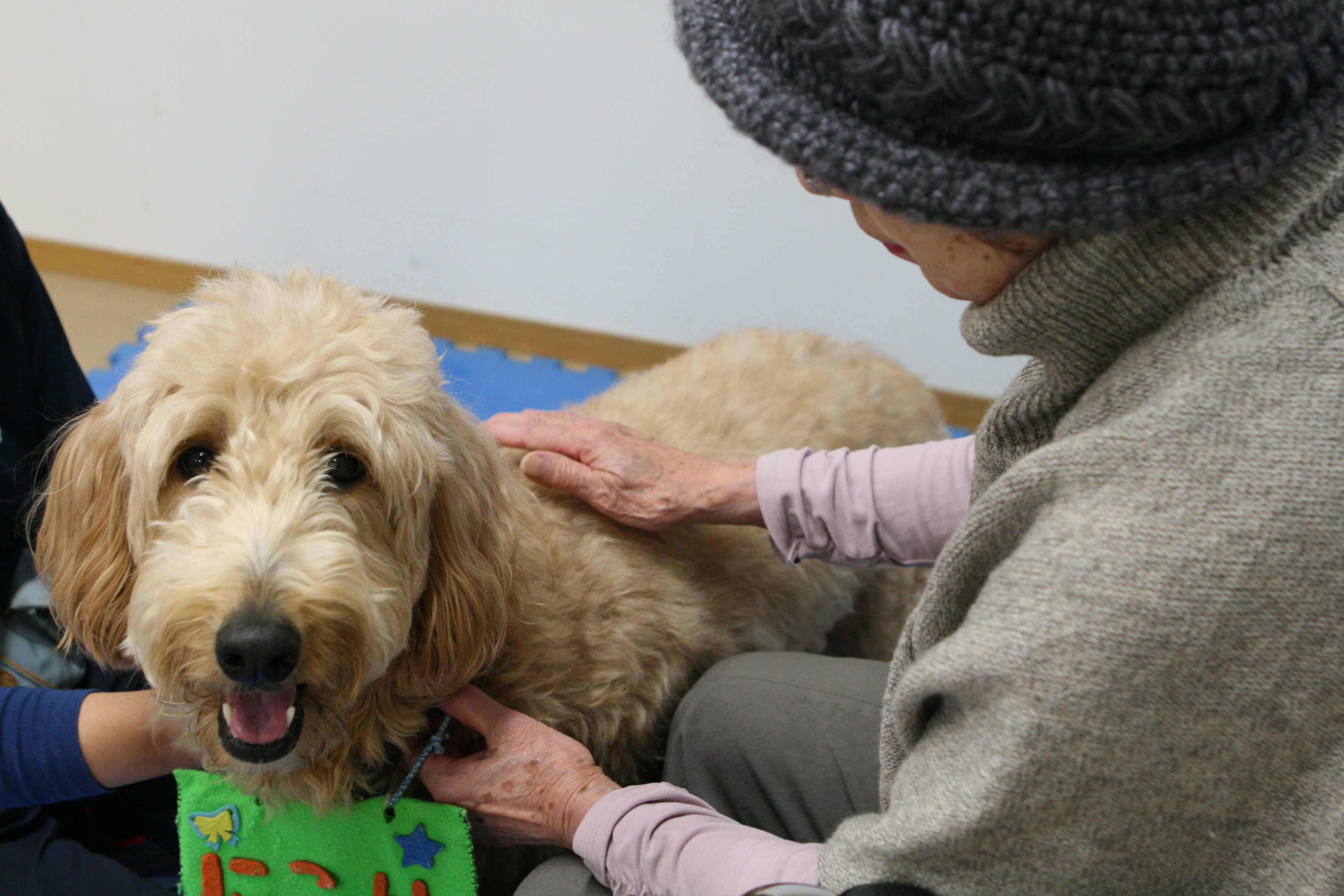 セラピードッグ認定: 6 ステップの完全ガイド