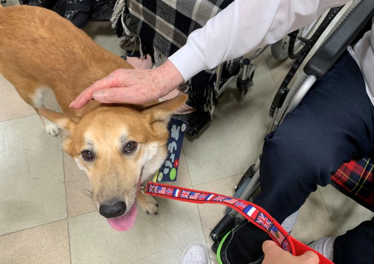 セラピードッグ認定: 6 ステップの完全ガイド