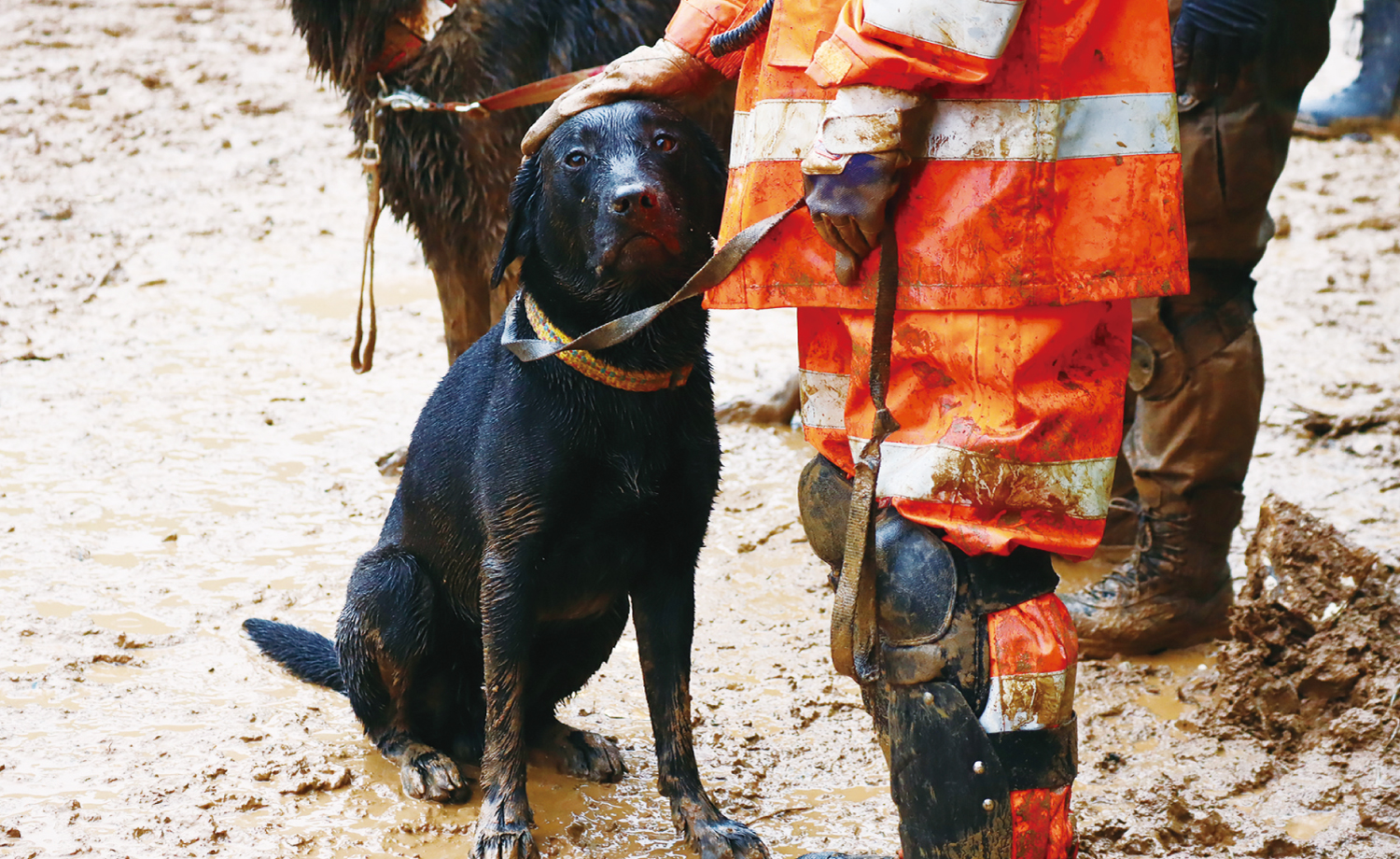 災害救助犬事業