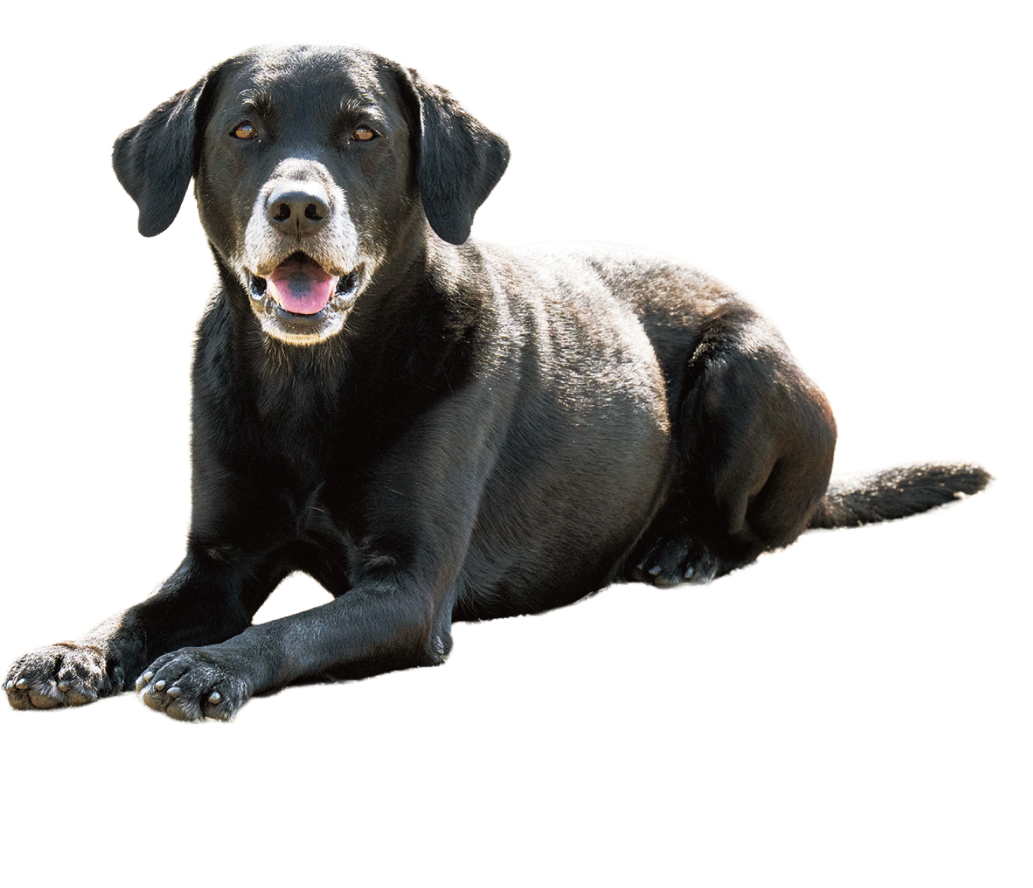 太陽(たいよう)