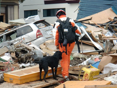 Disaster Search Dog Training and Deployment