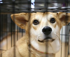 20151224動物福祉・保護