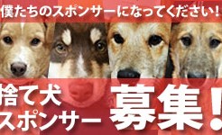 捨て犬スポンサー募集バナー