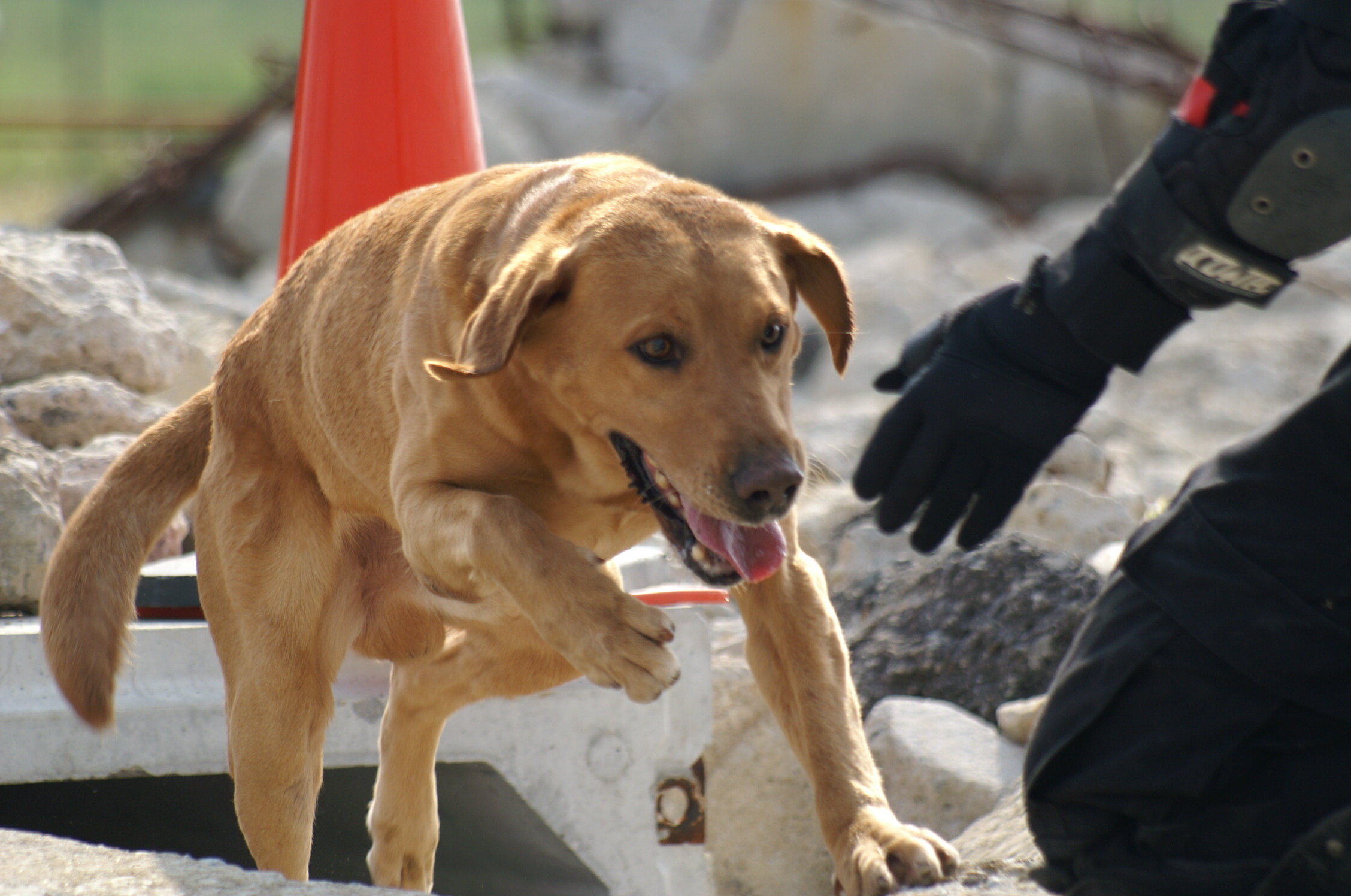 しゃべる犬テイタムは救助隊員からTikTokスーパースターに転身