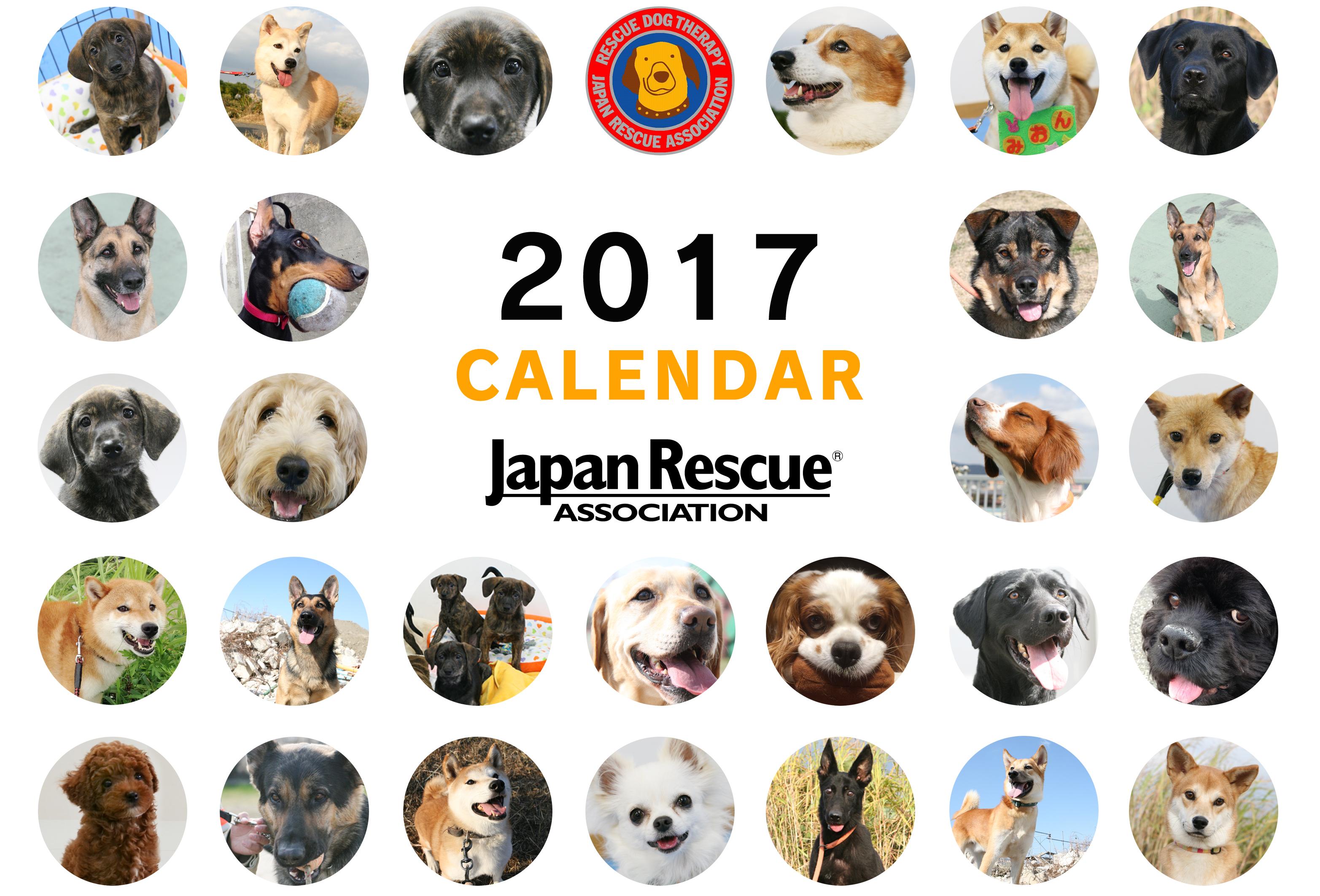 お待たせしました 17年オリジナルカレンダーが出来上がりました 災害救助犬 セラピードッグを育成 派遣する認定npo法人 日本レスキュー協会
