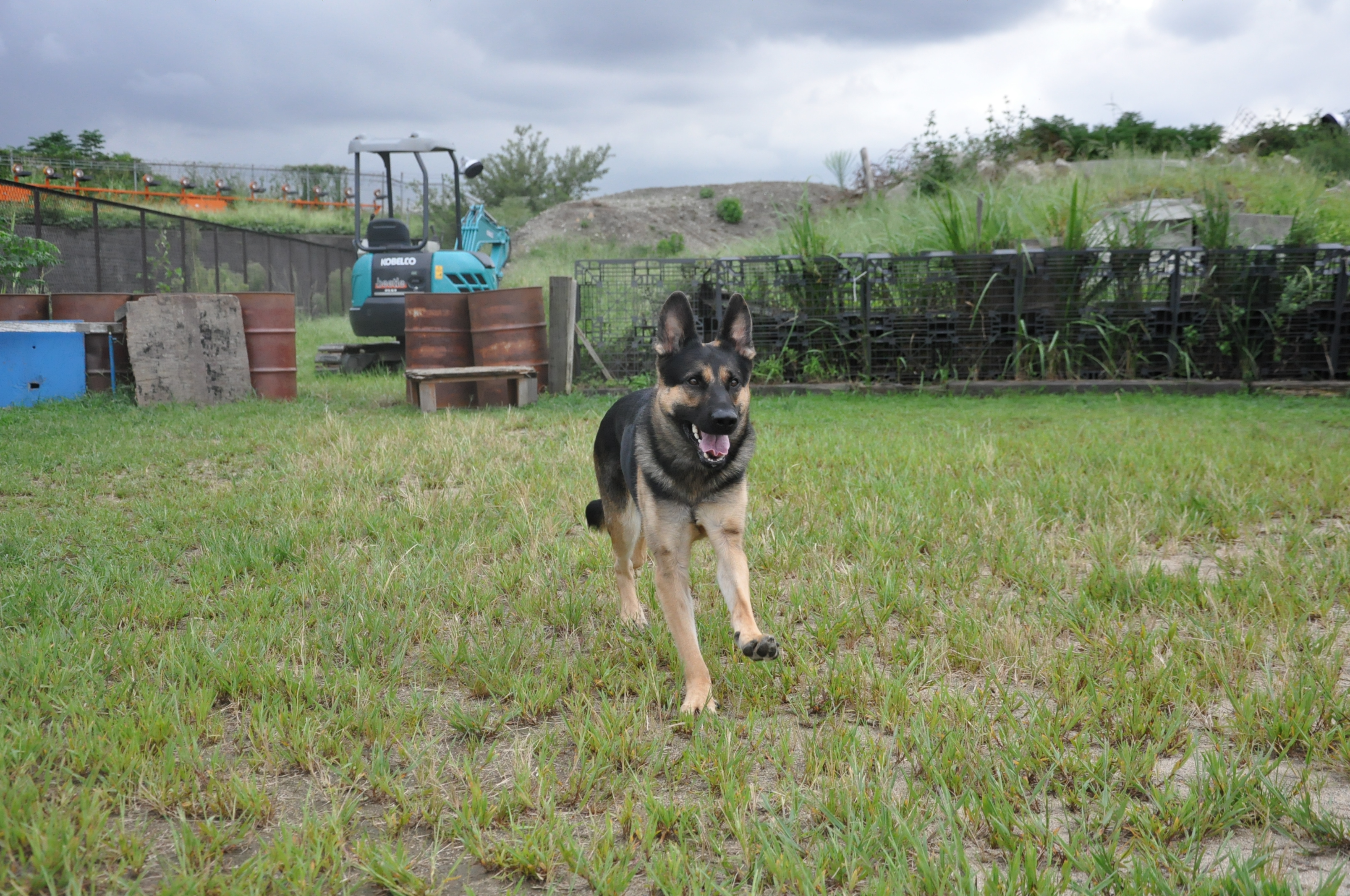 読売新聞に掲載されました がん闘病中 秋桜 こすもす 災害救助犬 セラピードッグを育成 派遣する認定npo法人 日本レスキュー協会