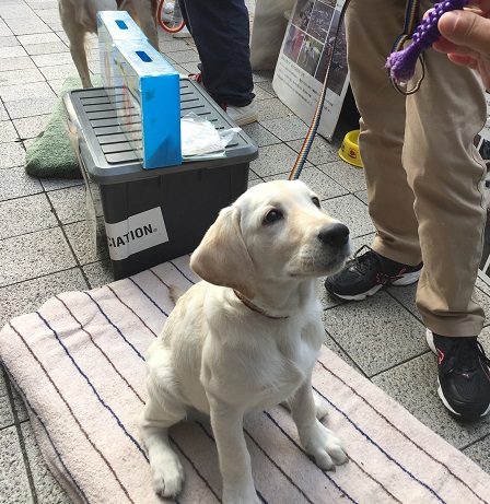 街頭募金 10 28 土 不要なバスタオルやタオルをお持ち下さい 災害救助犬 セラピードッグを育成 派遣する認定npo法人 日本レスキュー協会 街頭募金 10 28 土 不要なバスタオルやタオルをお持ち下さい 災害救助犬 セラピードッグを育成 派遣する認定npo法人 日本レスキュー協会