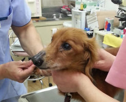 収容された犬や猫たちへの医療支援