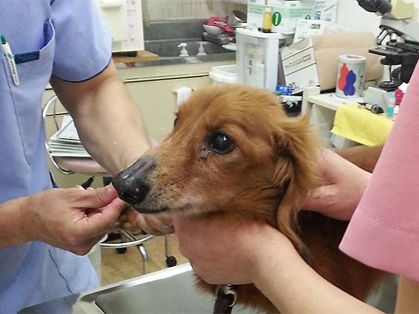 収容された犬や猫たちへの医療支援