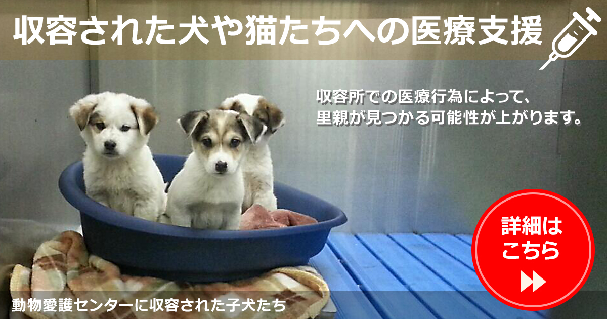 収容された犬や猫たちへの医療支援