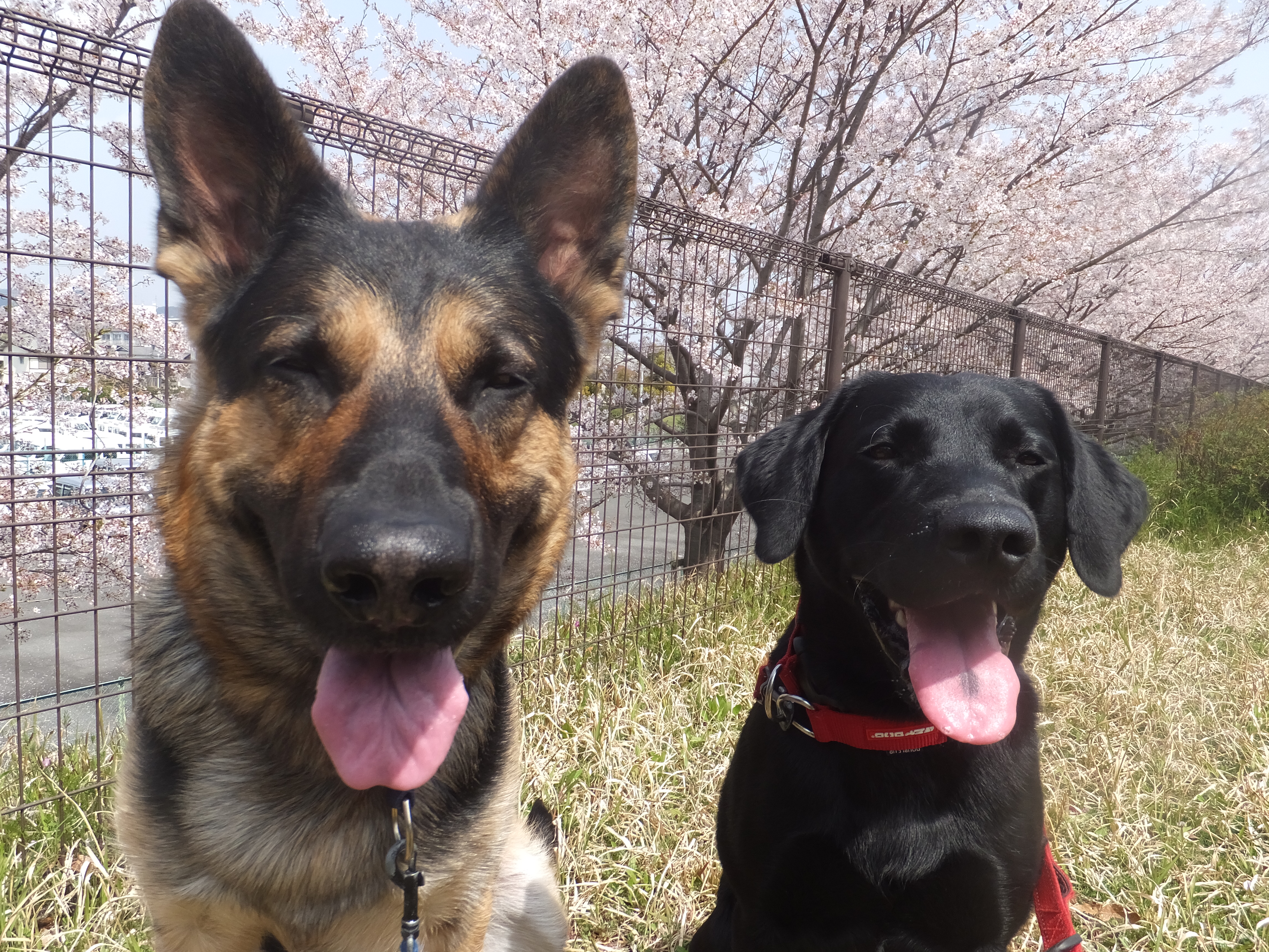 当協会オリジナルグッズが新登場 災害救助犬 セラピードッグを育成 派遣する認定npo法人 日本レスキュー協会 当協会オリジナルグッズが新登場 災害救助犬 セラピードッグを育成 派遣する認定npo法人 日本レスキュー協会