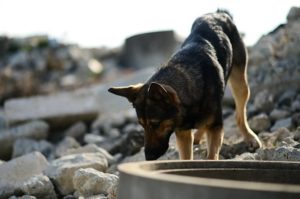 【第3弾】九州圏での災害に備え、災害救助犬・セラピードッグの育成・派遣拠点を佐賀県に作りたい！