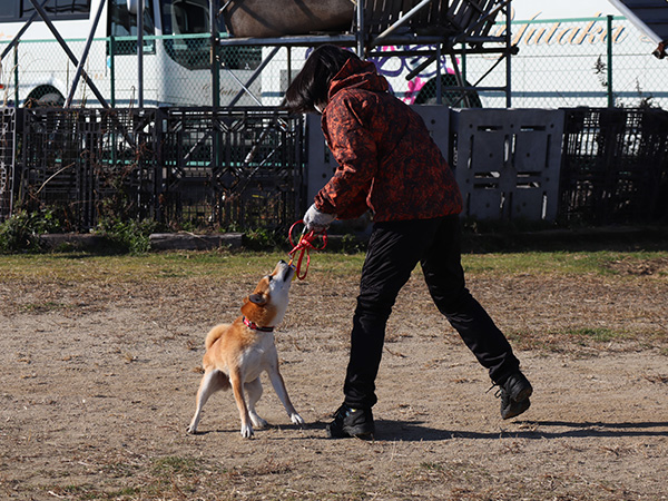 救助犬育成コース