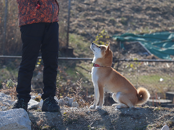 救助犬育成コース