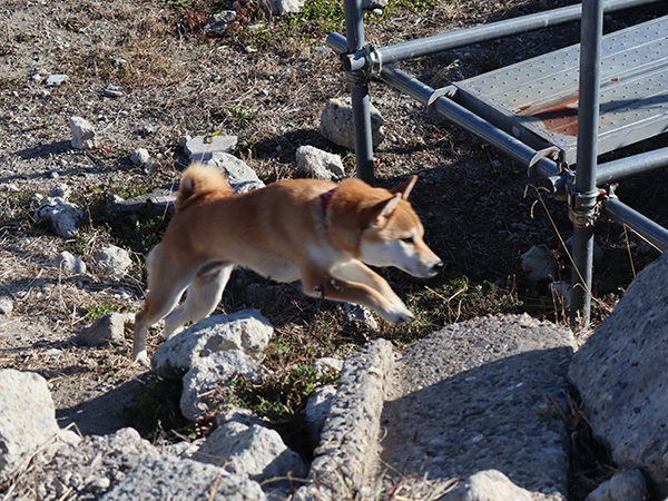 救助犬育成コース