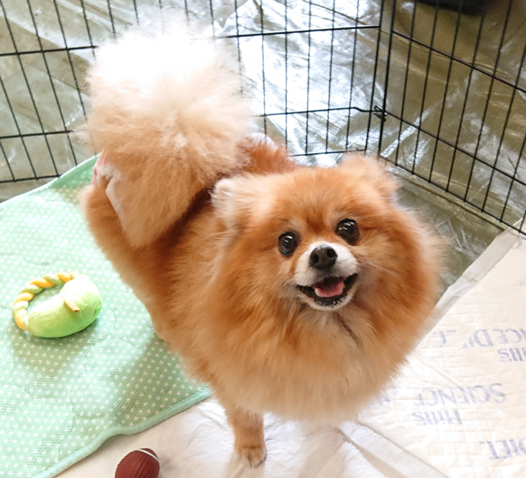 ローラ 災害救助犬 セラピードッグを育成 派遣する認定npo法人 日本レスキュー協会