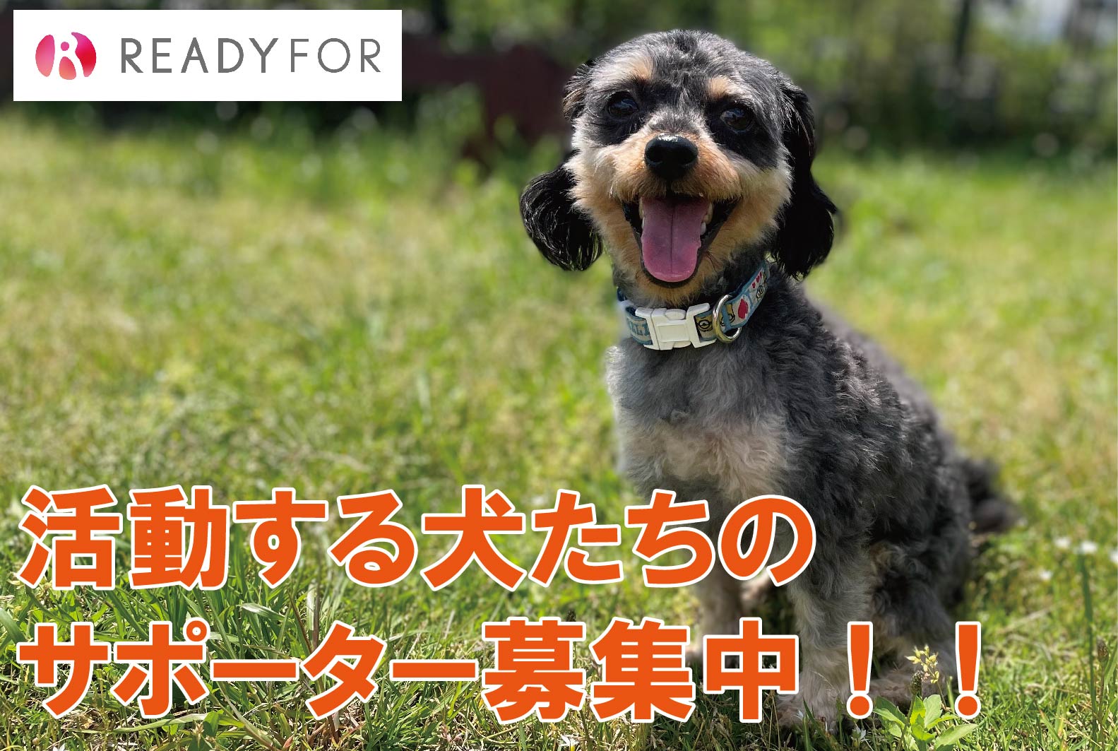 活動する犬たちのサポーター募集中！！～READYFOR継続寄付プロジェクト～