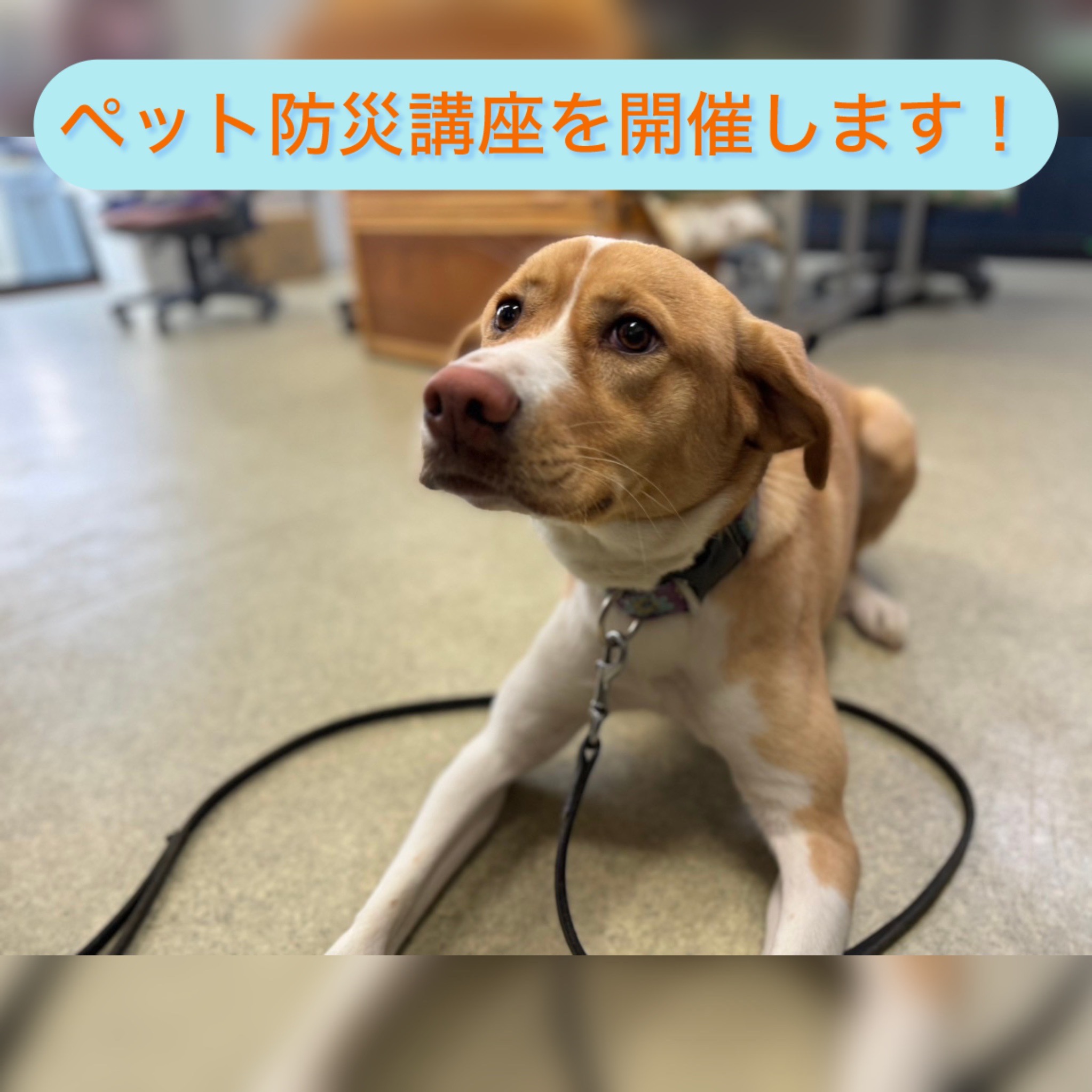 8月ペット防災セミナーのご案内 | 災害救助犬・セラピードッグを