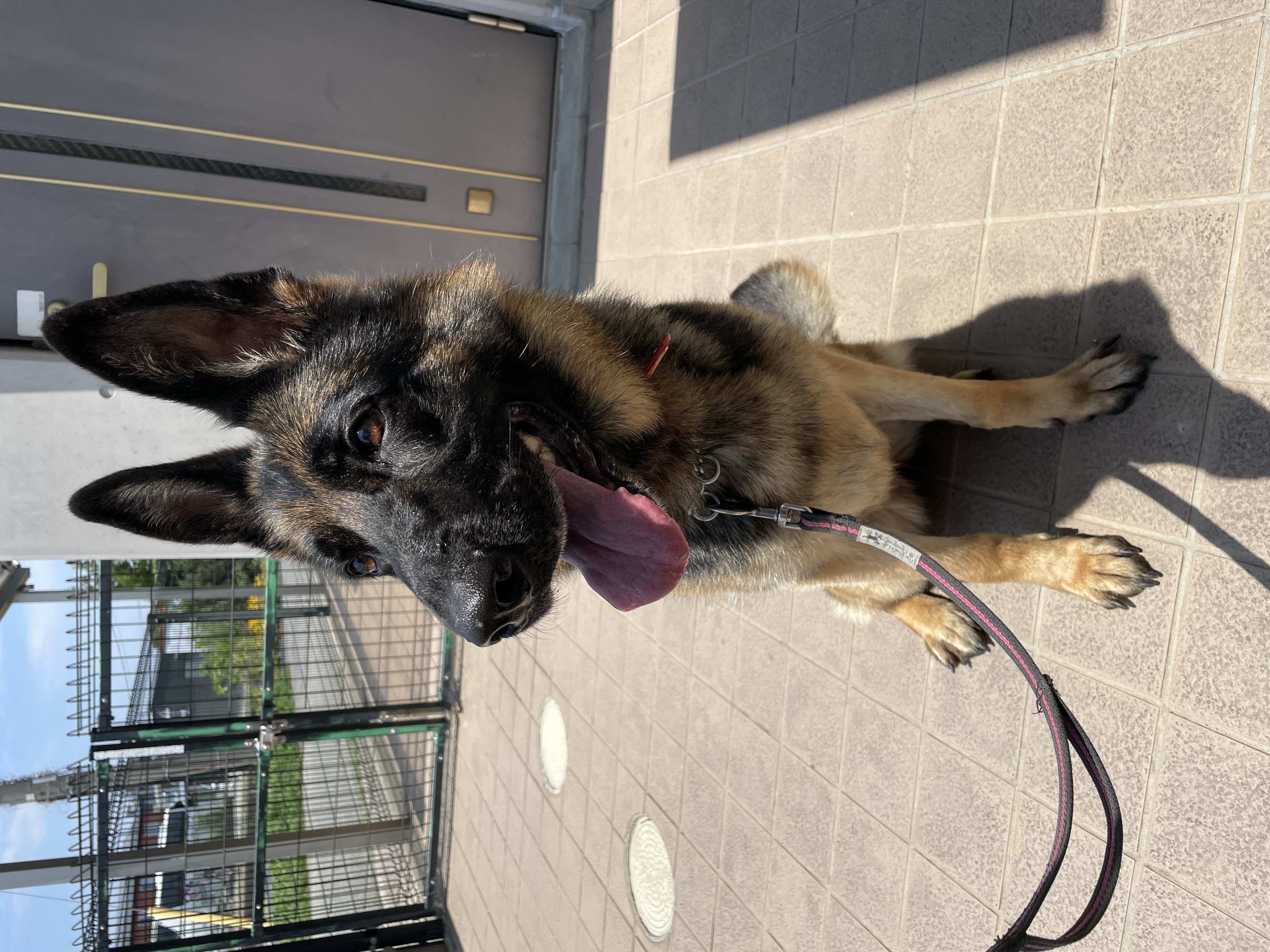 チャコ | 災害救助犬・セラピードッグを育成、派遣する認定NPO法人