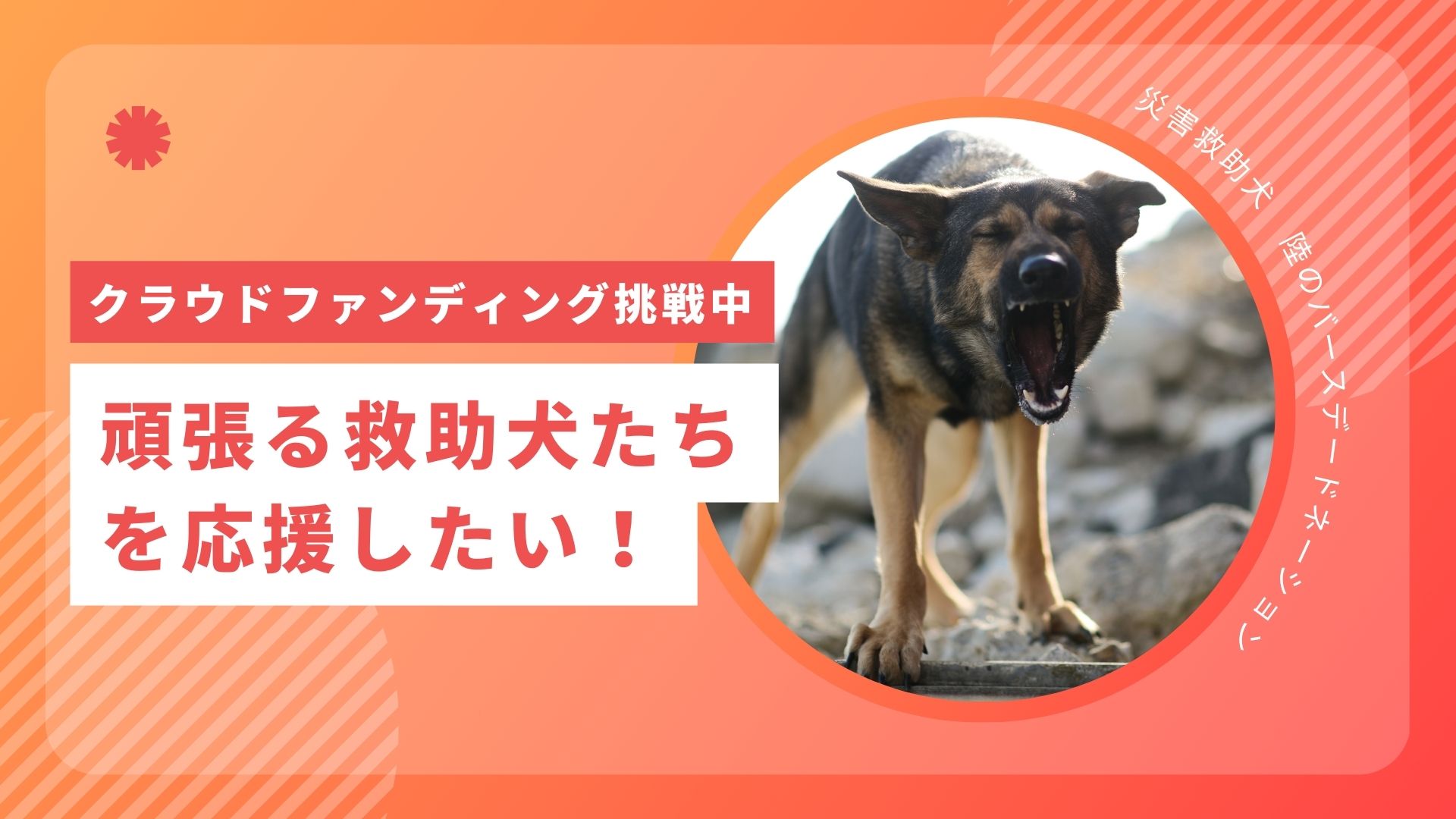 災害救助犬 陸がクラウドファンディングに挑戦中！！（9月7日まで